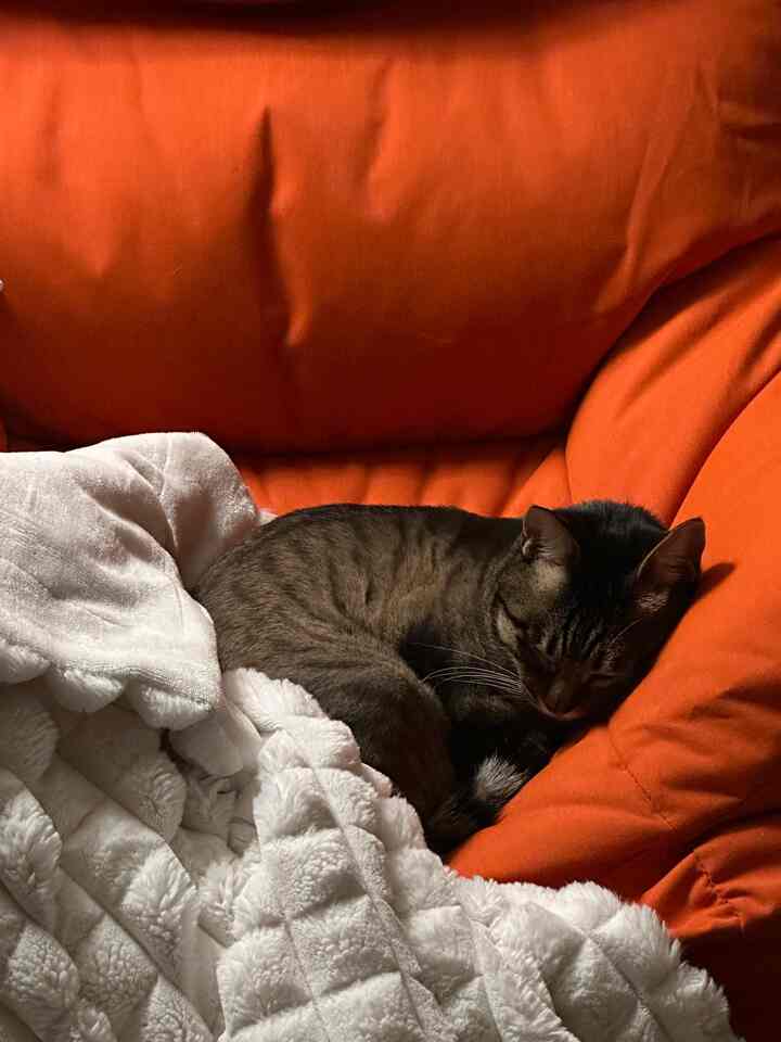 Cozy space featuring an orange bean bag sofa with a white blanket and a cat sleeping comfortably on it