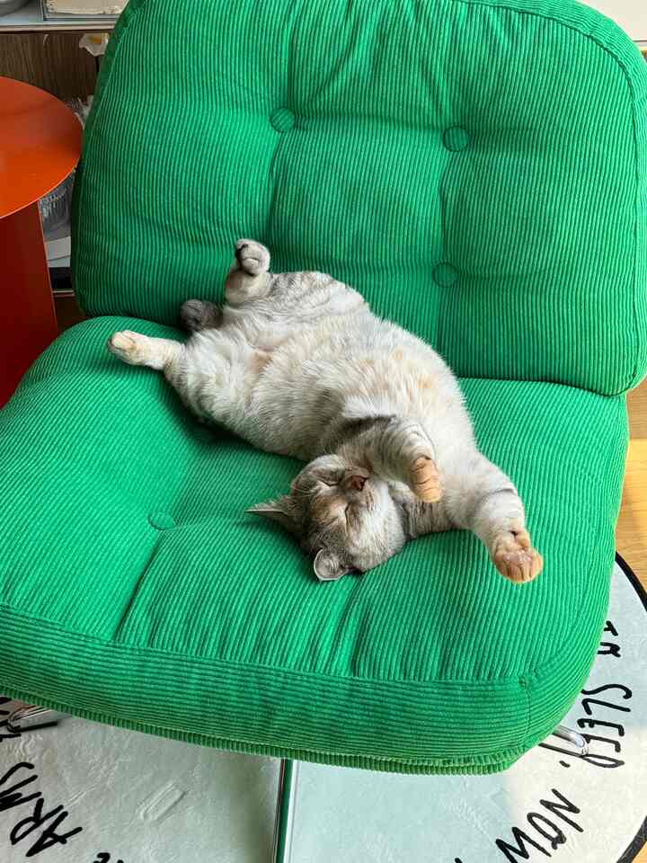 A simple living space featuring a green armchair with a cat lounging comfortably on it