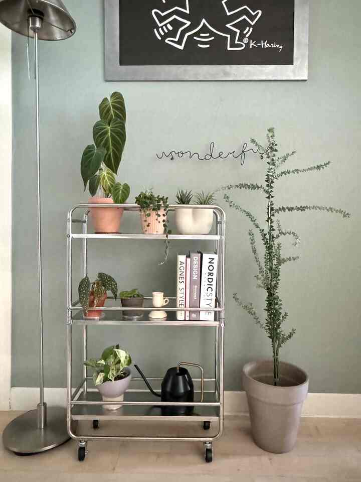 Light mint wall background featuring silver metal trolley with assorted potted plants in a plant interior setting