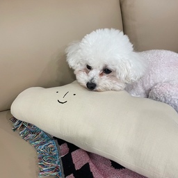 육퇴하신 개이비시터 하루엉아🐶
천방지축인 인간동생한테 치여서 스트레스 최고치인  강아지엉아🥲🥲
우리집에서 하루가 제일 지쳐보이고요🥲
외동천하 끝난것도 서러울껀데 고생이많다🥹🥹
이제 아침까지 푹쉬어🌙☁️💫
.
#육아일상 #육아맘 #애개맘 #육퇴후일상 #육퇴후자유시간 #자유시간 #애개육아 #애개육아일상 #아기와강아지가사는집 #아기랑강아지가사는집 #반려동물인생세컷 #비숑 #비숑프리제 #아기와강아지 #베이비시터 #개이비시터 #육아맞팔 #맞팔 #맞팔해요 #맞팔환영