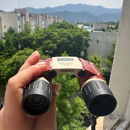 #오늘의힐링 악취미 아님!! 절대 오해마시길📌😂
꾀꼬리 부부 관찰 일지🐤🐤🔭🌿
아파트 단지 내 키가 큰 밤나무들이 우거진 계절이 찾아왔는데 며칠전 우연히 새벽에 눈을 떠서 아침 새소리를 듣다가 그 날부터 신기하고 맑고 너무 좋은 새소리가 나길래 유튜브에 검색했더니 꾀꼬리인 것 같다 생각하고 있던 찰나 그 소리가 들릴 때 내다보았더니 샛노란 새가 마침 눈앞으로 슝 지나가는 것이었다...🫢
일단 내가 맞췄다는 것에 놀랐고 못찾겠다 꾀꼬리라는 말만큼 보기 어려운 이 새가 왜 여기에...?! 싶었다..
뮤지컬 관극보러 다닐 때 썼던 오페라 글래스를 가져와서 처음으로 봤을 때는 둥지도 새도 안보였다가 드디어 오늘 나무에 앉은 꾀꼬리를 크게 봤다..!!🐤🌿🔭🫢
와... 물론 베란다 코앞으로 지나갔을 때도 너무 예뻤지만 순식간이라 잘 못 봤고 오페라 글래스로 봤을때는 오래 관찰할 수 있어 황홀하고 너무 예뻤다..!
생김새도 이쁘고 목소리도 이쁜 이 꾀꼬리는 동아시아권에서 행복과 기쁨을 상징한다고 하는데
허리디스크가 터져서 끔찍한 시술을 받고 퇴원 후에 집에만 있은지 8일째가 되어가는 나에게 꾀꼬리부부의 발견은 너무나 즐겁고 행복하고 기쁜 일로 찾아와주었다.
이만한 힐링이 어디있을까..
조금 더 가까이서 보고자 블루베리를 놔둬봤지만 벌레만 꼬이고 새들은 오지 않아 그냥 철거..
우리집 냥이는 눈치가 없어서 방충망을 열고 봐야하는데
꼭 껌딱지마냥 졸졸 쫗어와서 글래스에 자기 귀 똑띠털이 걸리게 한다..🤦🏻‍♀️
그나저나 맞은편에서 오해사지 않도록 각도를 비스듬하게 서고 커텐 뒤로 봐야겠다😂
이거이거.. 꾀꼬리부부 민간조 사찰이 되어버렸구만..🤣
오늘은 한 쌍이 아니라 두 쌍이라는 것도 발견했다..!
눈치채지 못했는데 까치 부부, 제비 부부, 박새 부부, 참새들까지 조류계 너는 내 운명을 찍고 있더라..
까치가 자기 몸만한 나뭇가지를 들고 가는 모습도 재밌고.. 역시 사람은 자연 가까이에 살아야 한다.🌿
엘베없는 5층에 살아 계단을 오르내리면 안되서 감금 아닌 감금을 하는 중이지만 오늘은 날도 너무 좋고 컨디션도 괜찮고 꾀꼬리 부부의 청아한 목소리가 나를 부르니 오페라 글래스를 들고 천천히 산책을 해봐야겠다~🌿
#새 #취미 #취미생활 #취미일상 #취미앳홈 #동물 #힐링 #힐링타임 #힐링시간 