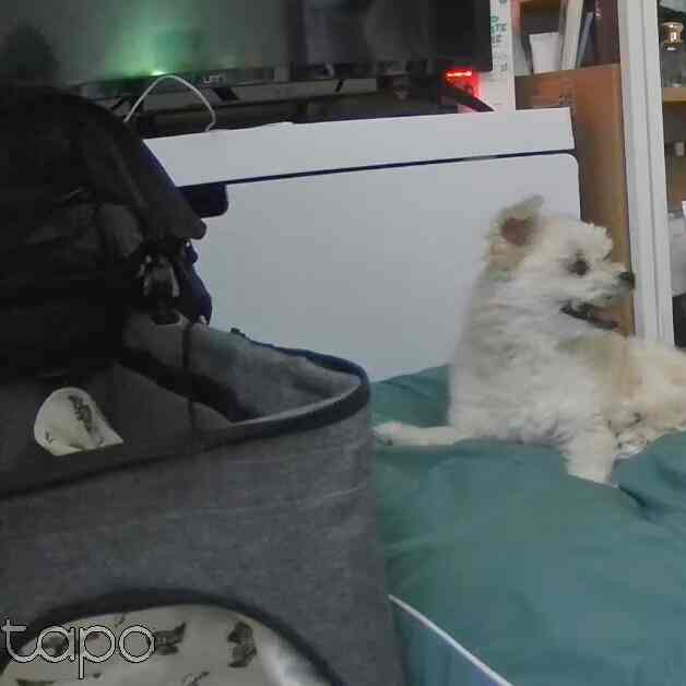#自力
＃子犬＃デニムベッド＃犬の車＃子犬ベビーカー＃ 
#cctv #紙家具
#お会いしましょう 

跡地に本家の子犬が遊びに来たら出かけ不安です。
小さな家に子供たちを置いていきます〜
そんな時はティピリンクのcctvを前後に一つずつ入れていくと安心になりますよ！
子犬がどこで何をしているのかよく見え、不安にならないかなど、さまざまな事件事故を防ぐことができてとても良いです。

また、子犬がいなくても、私が家を空ける日、もしかしたら知らない事故を防ぐことができていいです。

そして紙家具めっちゃオススメです!!
2年ほど過ごす自炊部屋には高価な家具を入れる惜しく、また後で引越しに行くときに処理するのも面倒ですね！
紙家具は軽くて組み立てが簡単で、それだけ解体するのも簡単です。
また、見た目よりずっと～シーン丈夫でテレビ式器具のノートパソコンなど重いものを上げても安全です！ 🥰