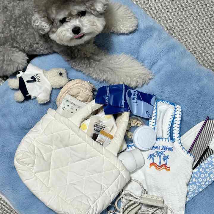 ダンビランのお出かけ前に散歩バッグを手に入れる👜
必要なものだけを入れなければなりません。
ボブ賞になりましたよ🥹

横から歩いてすぐに行かないと
とんでもないダンビーの口におやつを入れましたね🙈🤍


＃夏の準備＃子犬＃犬の散歩バッグ＃執事日常＃散歩
＃外出必需品＃ダンビーインマイバッグ＃ootd 