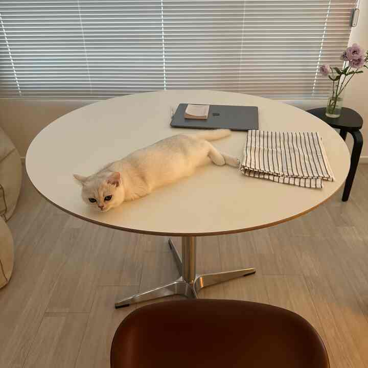 ホワイトとナチュラルトーンのリビング、丸いダイニングテーブルの上でくつろぐ猫がおり、ミニマルで落ち着いた雰囲気のインテリア