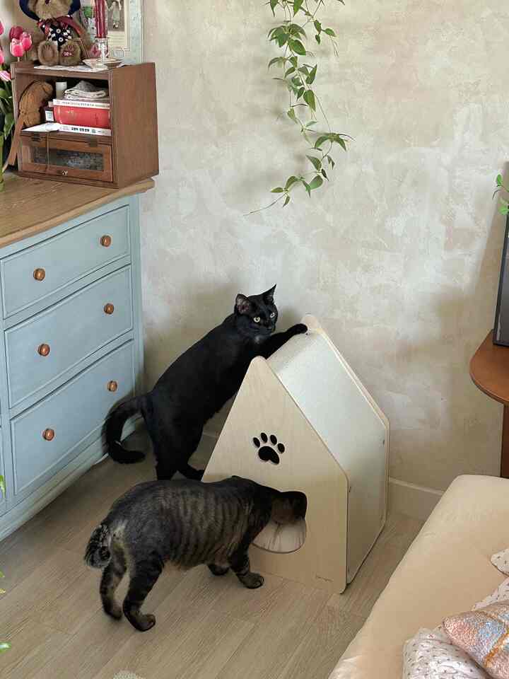 Natural brown-toned corner of a living room featuring storage chest drawers, a cat scratching post, and pet house with two cats