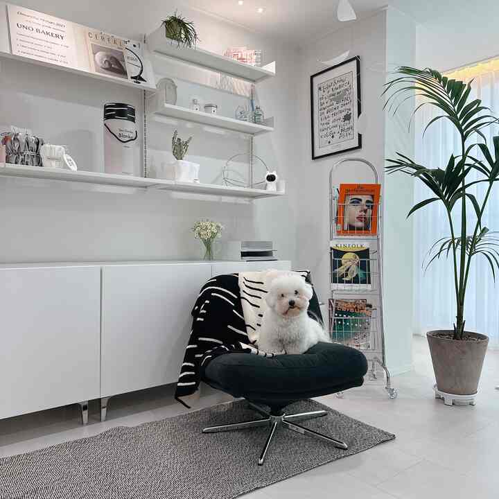 White-toned room with a black armchair occupied by a small white dog and a green plant, creating a cozy living space