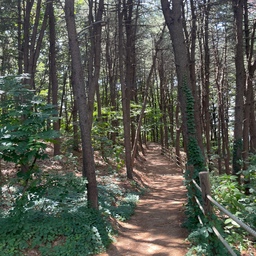 집 뒤 작은 뒷산이에요 
잠깐 걸어도 힐링 되는 곳이에요 
#산 #힐링 #맞팔 #산책