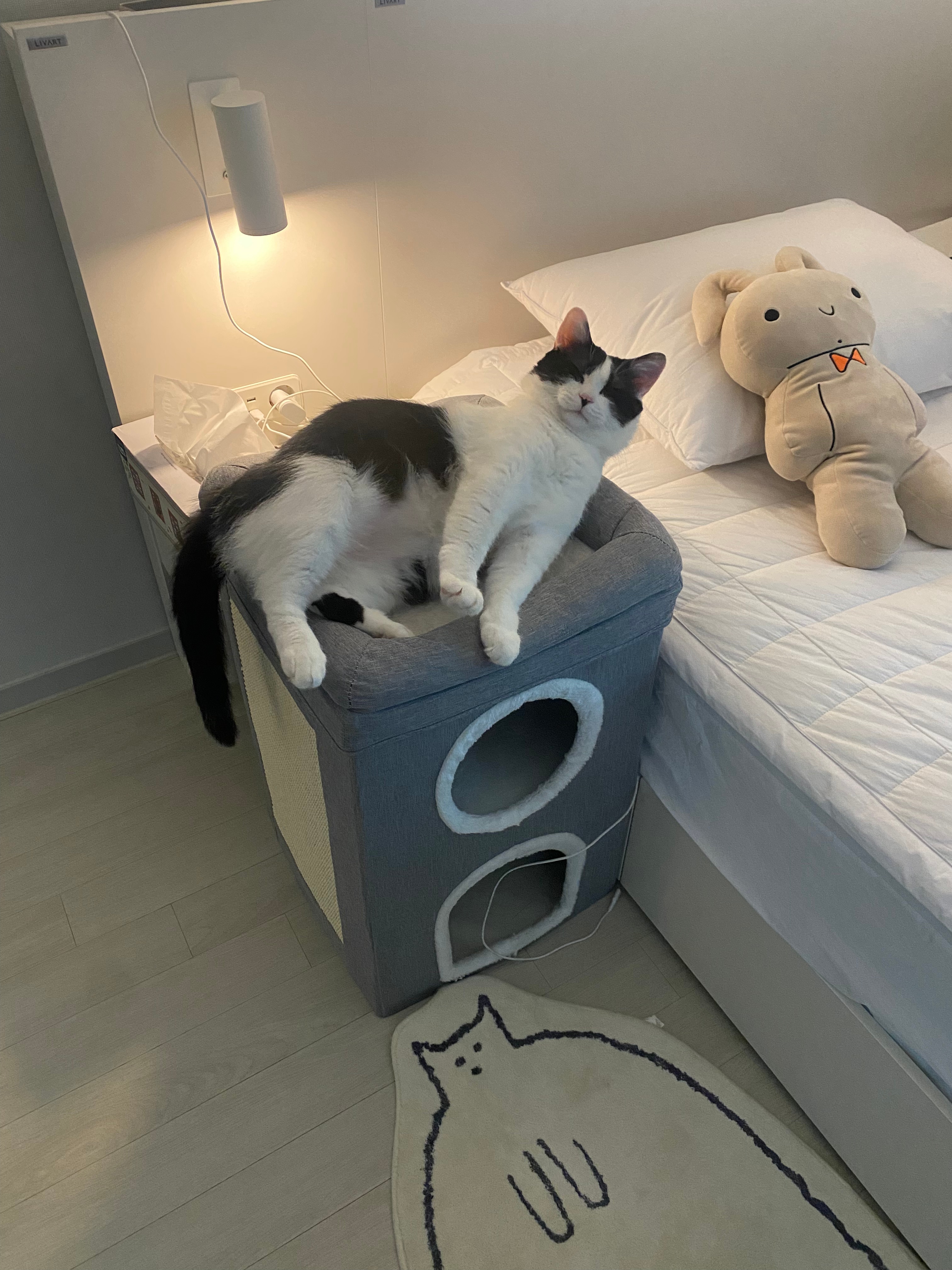 Chubby Cat Mat user photo