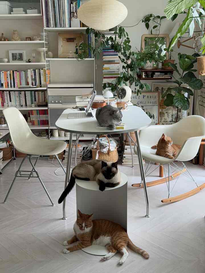 明るいホワイトトーンのリビングルーム、テーブルと椅子に猫がくつろぐ、居心地の良い自然な雰囲気のインテリア