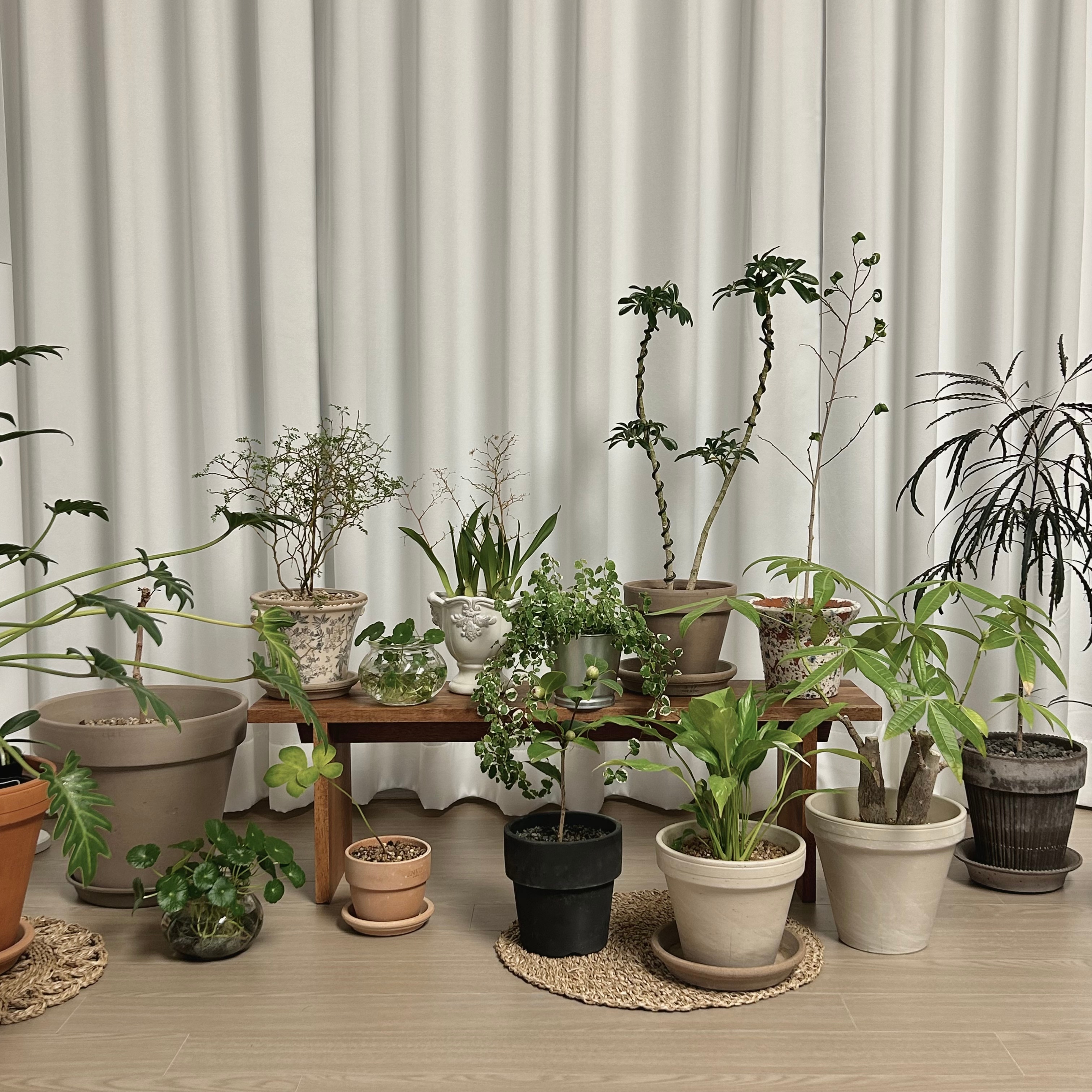 Wooden Plant Shelf user photo