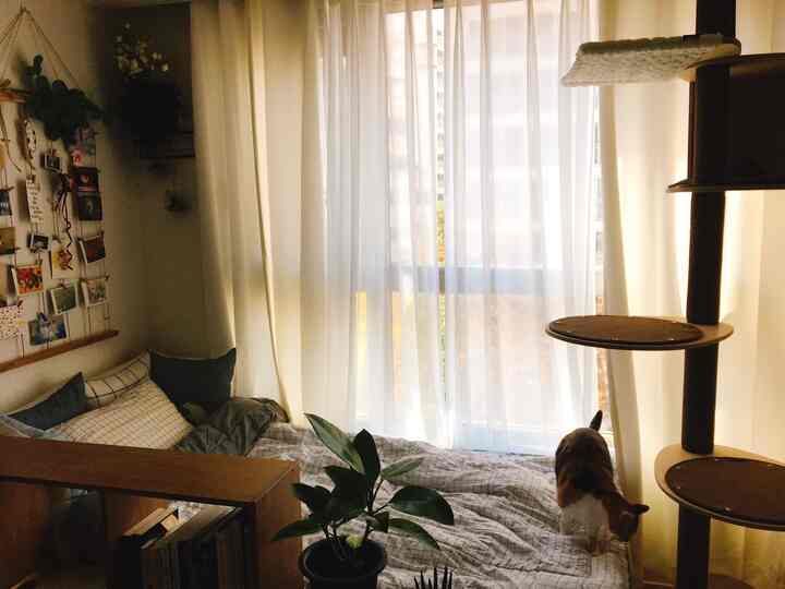 白とナチュラルカラーのワンルーム寝室、猫とキャットタワーが配置された雰囲気のある空間