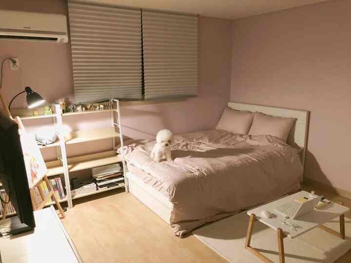 淡いピンクの壁と寝具が調和した寝室、小さな本棚とノートパソコンのあるテーブルが置かれ、白い犬がベッドに座っている雰囲気のあるインテリア