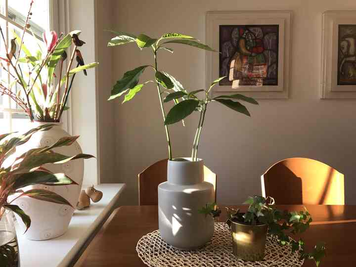 A natural dining room with warm wood tones and white walls, featuring a dining table and chairs adorned with small plants and a vase