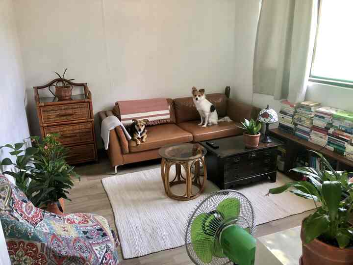 白い壁とラタン家具、ブラウンのソファが配されたコンパクトなリビングルーム、二匹の犬と植物が調和した雰囲気のあるインテリア