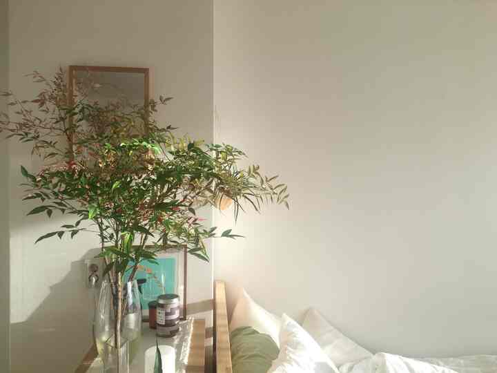 白い壁と木目調のベッドのあるワンルーム、自然光の中に配置された大きな植物と花瓶が雰囲気のあるインテリアを作り出す