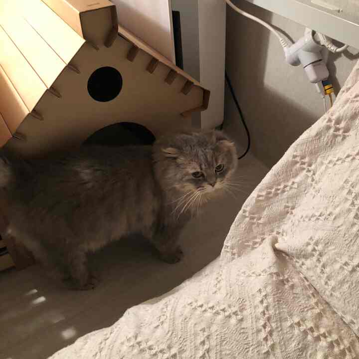 Cozy corner room with a gray cat and a brown cardboard pet house, warm and intimate atmosphere