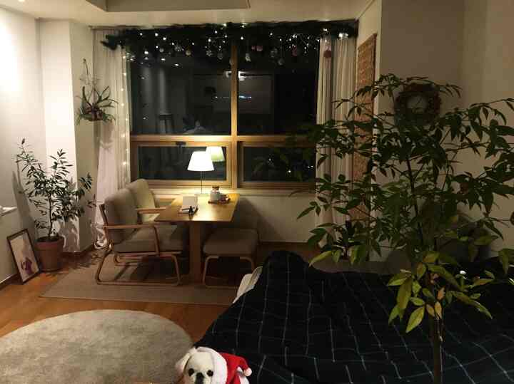 Natural-toned studio apartment featuring a wooden dining table, table lamp, and lush plants creating a cozy atmosphere