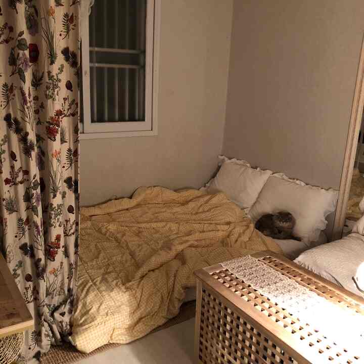 Warm yellow-toned bedroom, small room featuring a large mirror, floral curtains, and a cozy cat on the bed