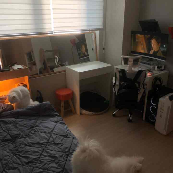 Small bedroom in white and dark gray tones, featuring a desk with computer monitor by the window and pets on the bed and floor, cozy atmosphere