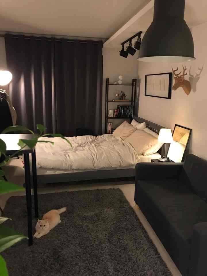 Monotone gray small studio bedroom featuring bed, sofa, dark gray curtains, cat on rug in cozy atmosphere