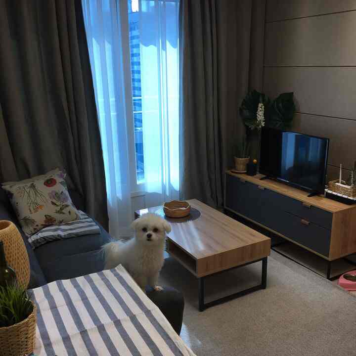 Cozy living room with gray sofa, natural wood-tone furniture, rattan decor, featuring a pet dog