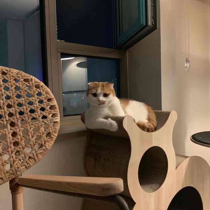 Natural wood tones and a rattan chair in the living room, featuring a cat comfortably resting on a scratching post in a cozy atmosphere