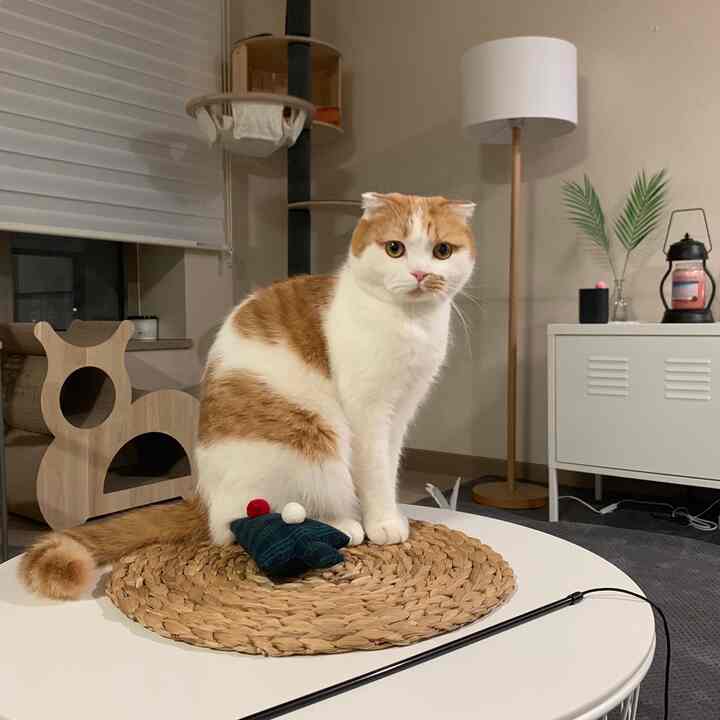 White and wood-tone living room featuring a cat and cat tower in a cozy, simple space