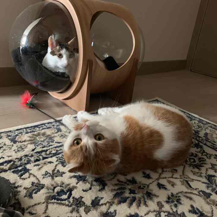 Wood tone and black bedroom featuring a cat spaceship house and patterned rug with a cozy atmosphere