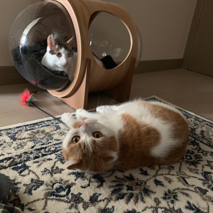 short form carousel card thumbnail