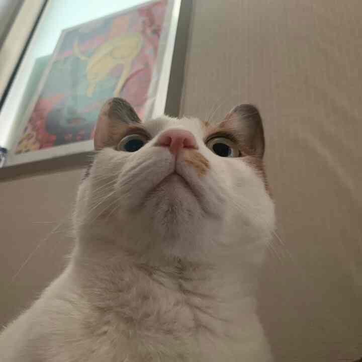 ベージュの壁紙と額縁がある寝室、中央に大きく見える猫のクローズアップ写真