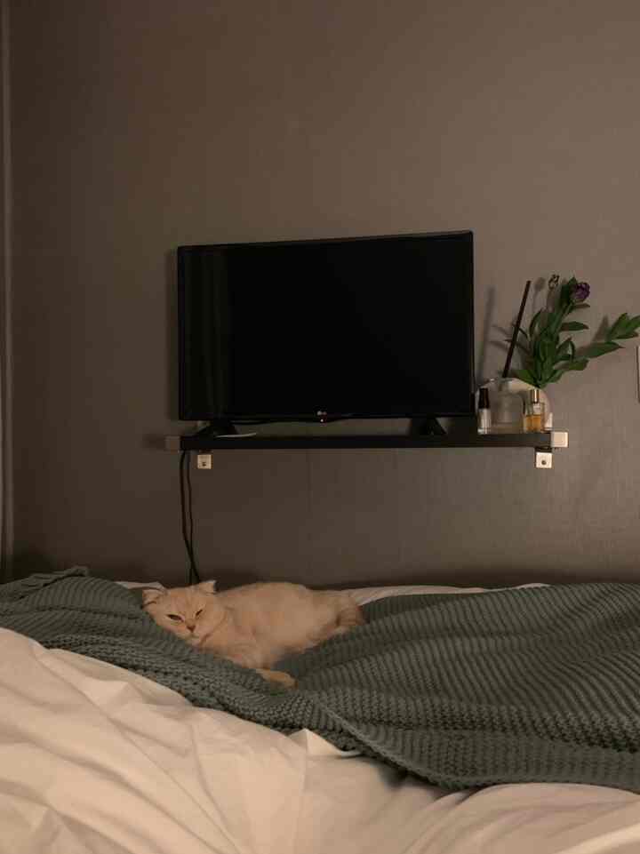 Cozy small bedroom in soft white and green tones featuring a black wall-mounted shelf with TV, and a cat resting comfortably on the bed