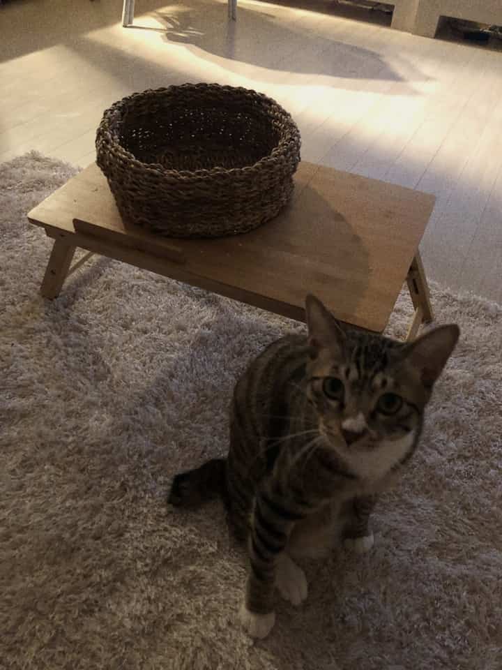 ベージュのラグの上に木製のベッドトレイとラタンのペットベッドが置かれ、猫が座っているナチュラルな雰囲気の室内空間