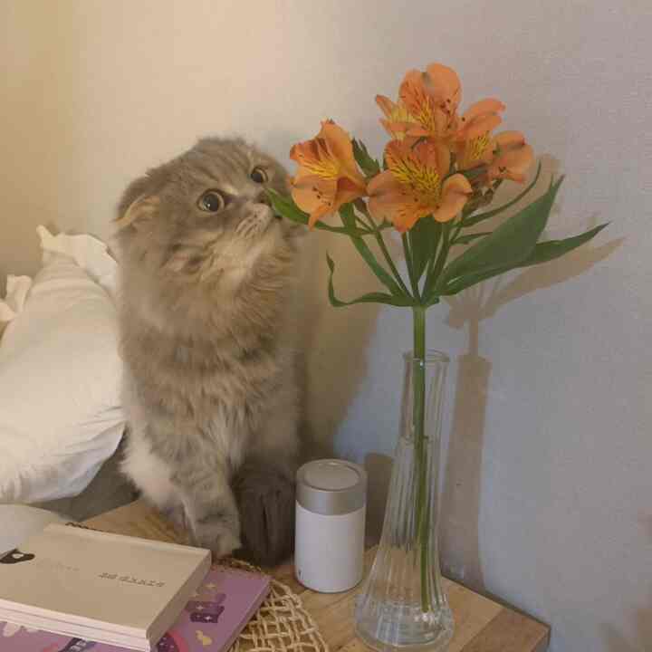 Natural-toned small space featuring a wooden table with vase of flowers, a cat gazing at the flowers in a warm atmosphere