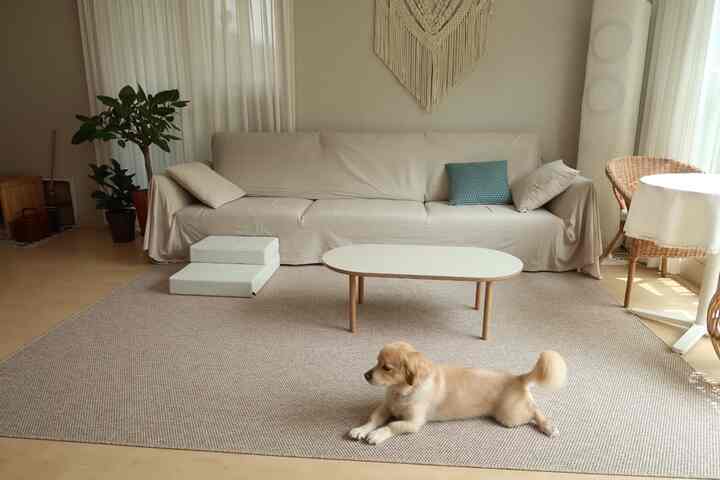 Natural wood tone flooring with beige sofa and custom white blackout curtains in a calm living room shared with a dog