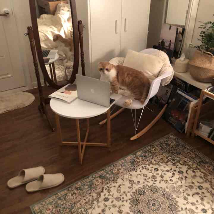 ウッドトーンの床とホワイトの家具が配置された居心地のよいリビング、猫とヴィンテージの全身鏡が落ち着いた雰囲気を演出しています