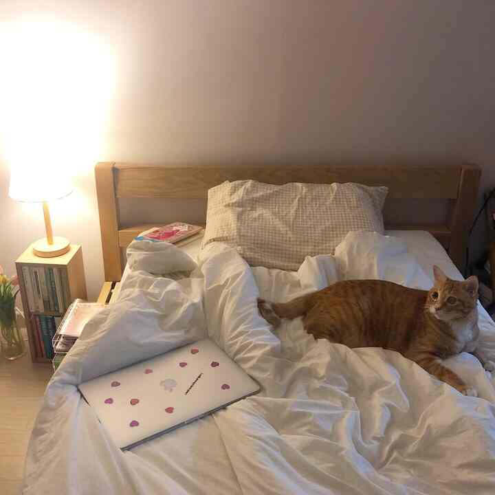 ホワイトと木目調が調和した寝室、木製ベッドフレームと白い寝具の上に猫がくつろぐ雰囲気のある空間