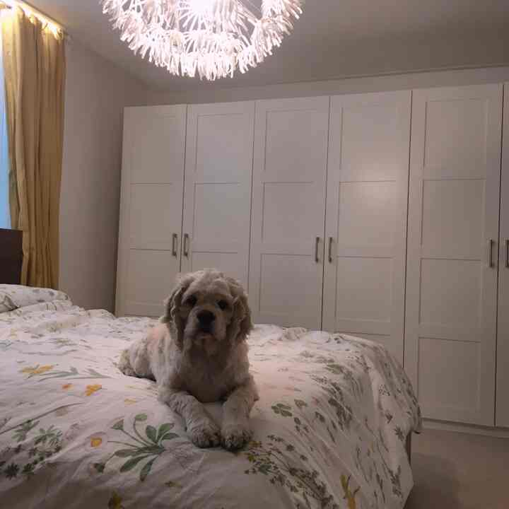 Natural-toned white bedroom featuring a bed with a dog centered in foreground and a large white wardrobe in the background, cozy atmosphere