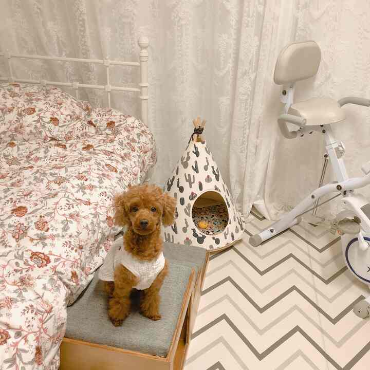 White and brown toned walk-in closet featuring a small dog and cozy decor