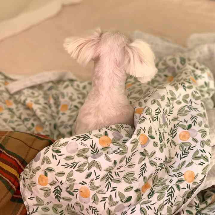 白とオレンジ柄の夏用寝具の上に犬が座っている、雰囲気のある寝室空間