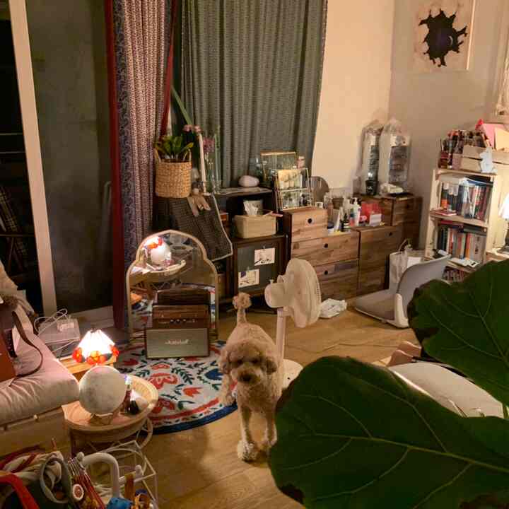 Living room with wood tones and white accents featuring a small dog, dresser and rug creating a cozy atmosphere