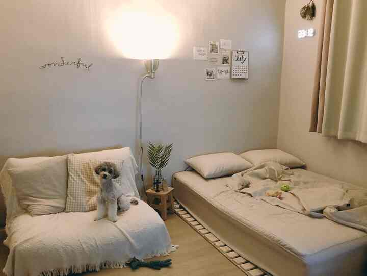 Beige natural-tone studio apartment featuring sofa, bed, and a pet dog in a cozy space