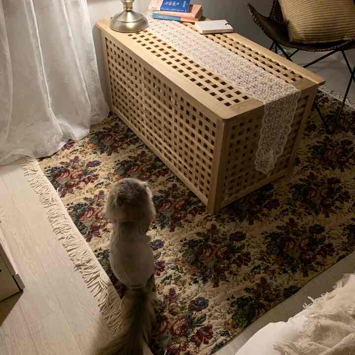 Cozy small room in warm natural tones featuring a wooden storage coffee table, floral rug, and a shaved cat with a fluffy tail