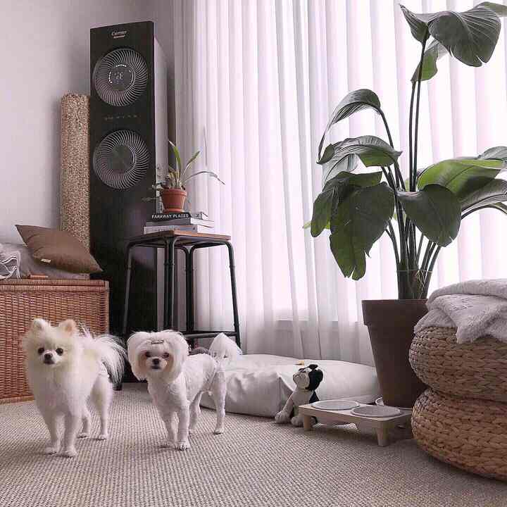 Natural toned living room corner featuring two dogs, pet bed, food bowls, and a large potted plant creating a cozy atmosphere