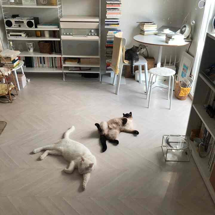 明るくナチュラルなホワイト調のリビング、書棚と丸テーブルのそばに三匹の猫がくつろぐ雰囲気のある空間