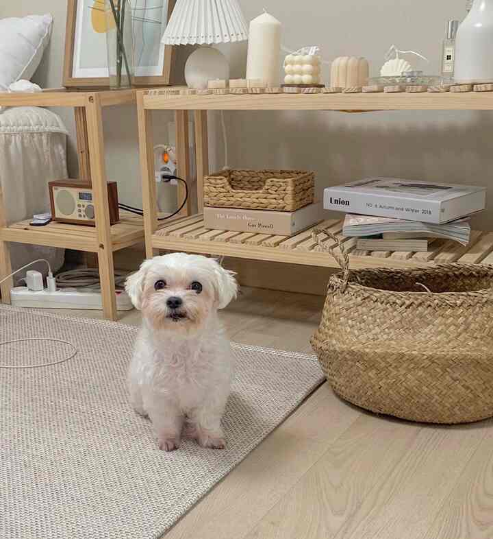 Natural tone living room featuring wooden storage shelves and a beige rug with a small white dog sitting on it, creating a cozy atmosphere