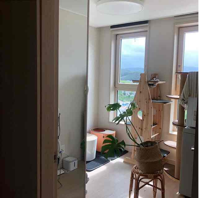 Natural tone small room featuring cat tower by the window and large plant in rattan basket with a cozy atmosphere