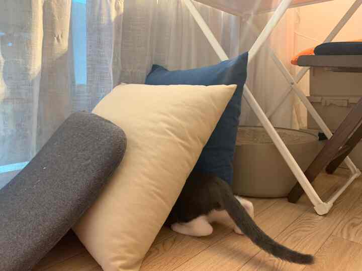 White and blue toned living space floor with cushions and cat scratching post, cozy and pet-friendly interior