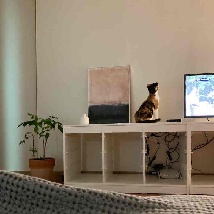 White-toned living room space featuring an IKEA TROFAST storage unit with a calico cat sitting and looking at the TV, minimalist interior