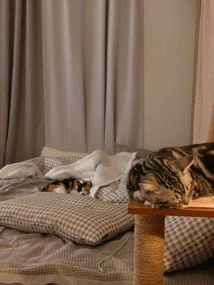 グレー系の遮光カーテンとキャットタワーがある寝室、整った寝具とくつろぐ二匹の猫が配置された雰囲気のあるインテリア