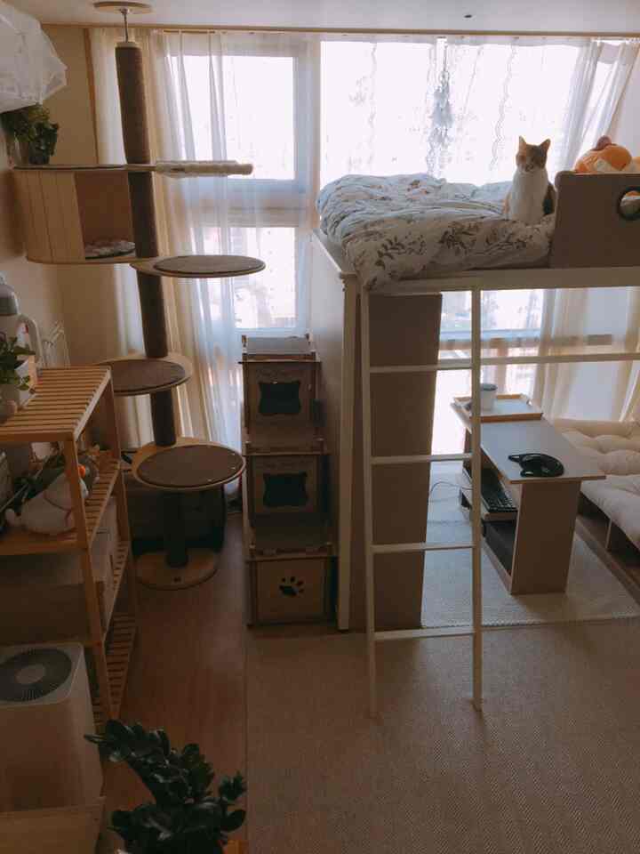 Natural-toned studio apartment featuring a bunk bed and cat tower in a cozy cat-friendly space